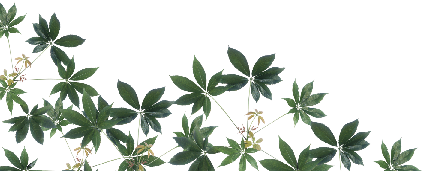 A Group Of Green Leaves