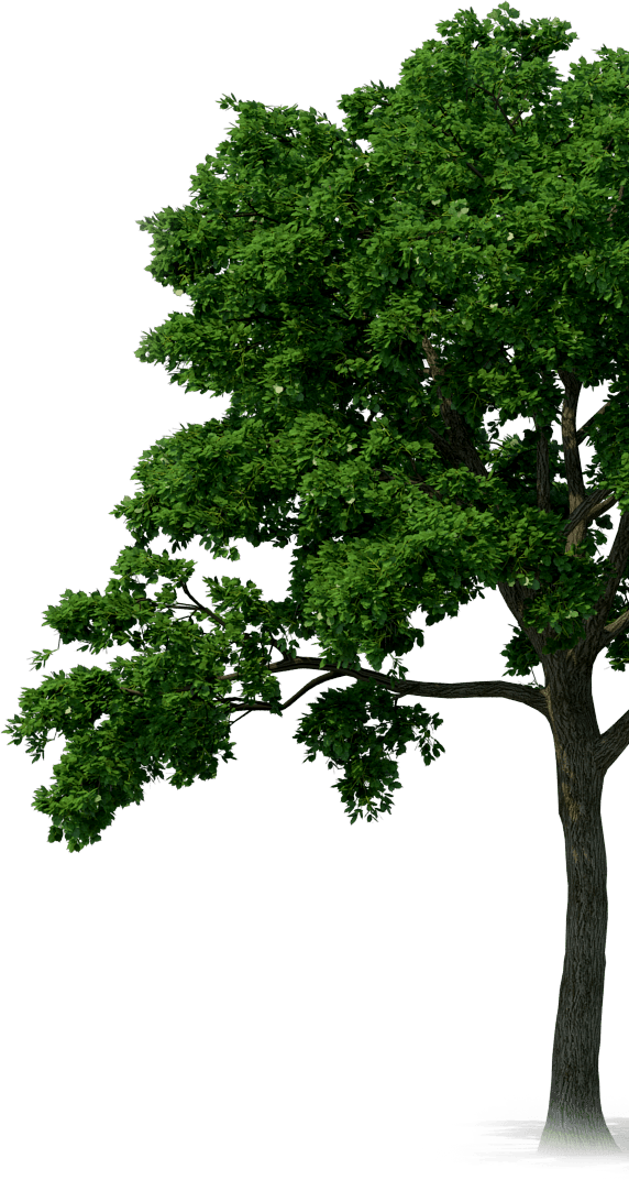A Tree With Green Leaves
