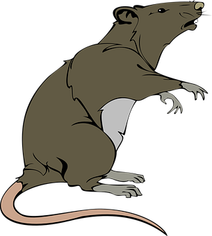 A Cartoon Of A Rat