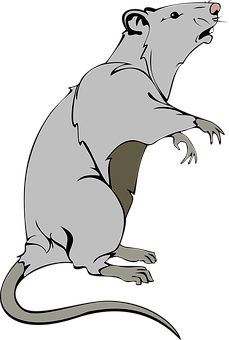 A Cartoon Of A Rat