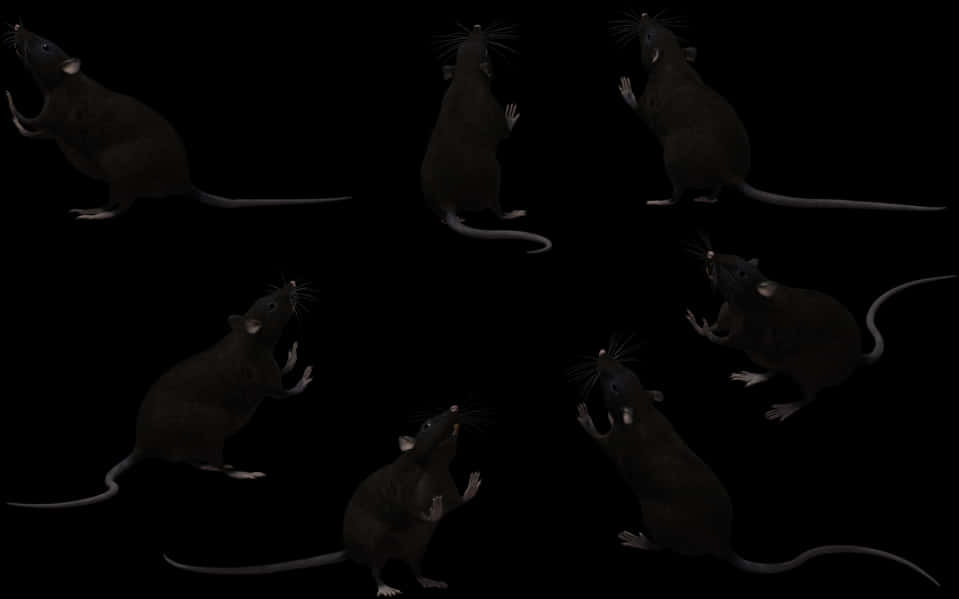 Black Rat Different Positions