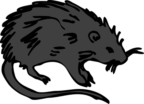 A Grey Rat With A Black Background