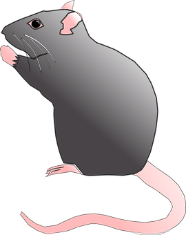 A Black Rat With White Whiskers