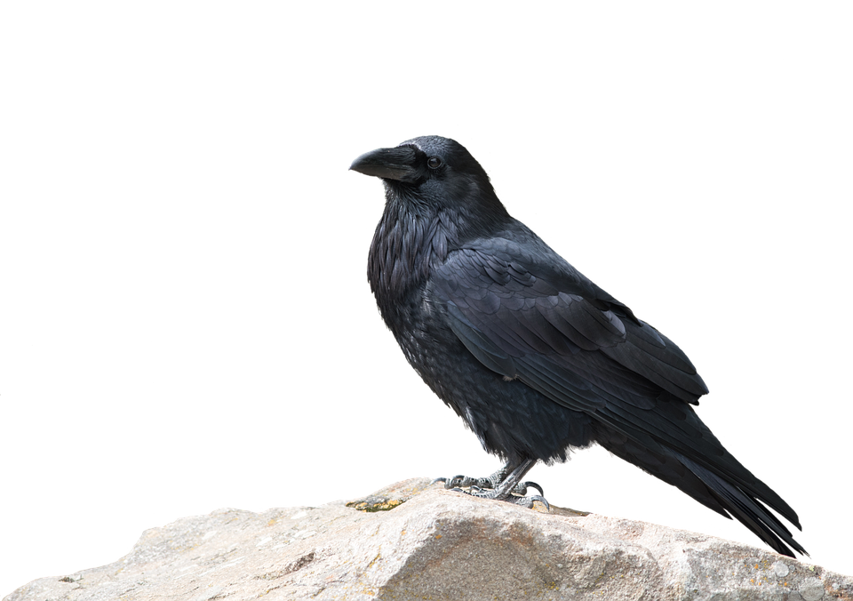 A Black Bird Standing On A Rock