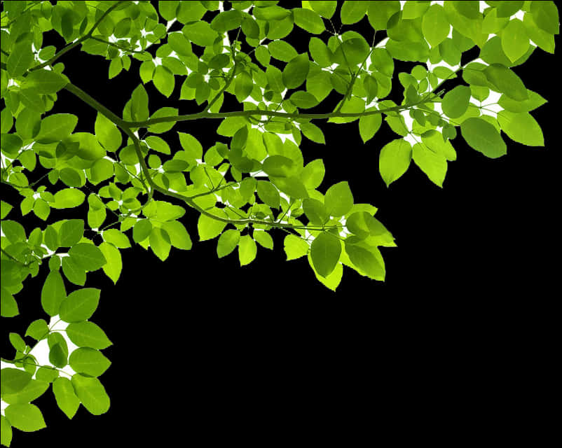 A Tree Branch With Green Leaves
