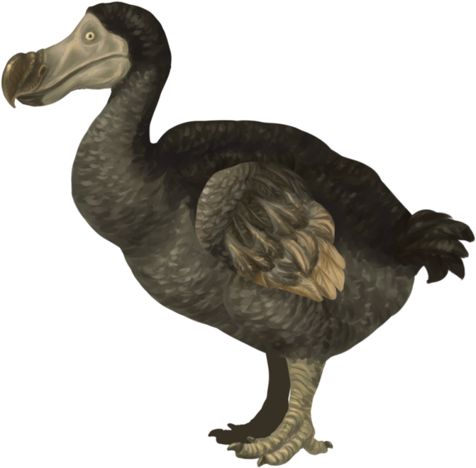 Realistic Dodo Bird
