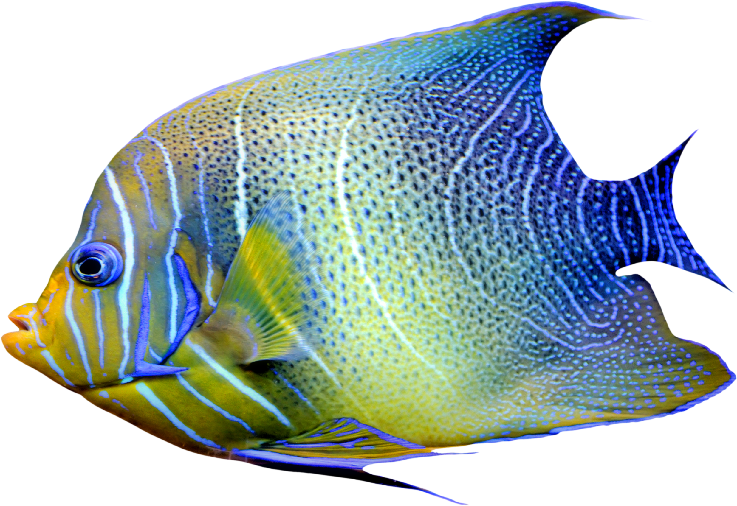 Realistic Fish Blue And Yellow Png Clipart - Fish Png, Transparent Png