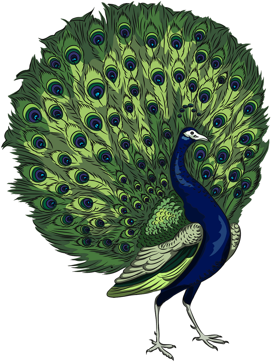 A Peacock With A Large Fan