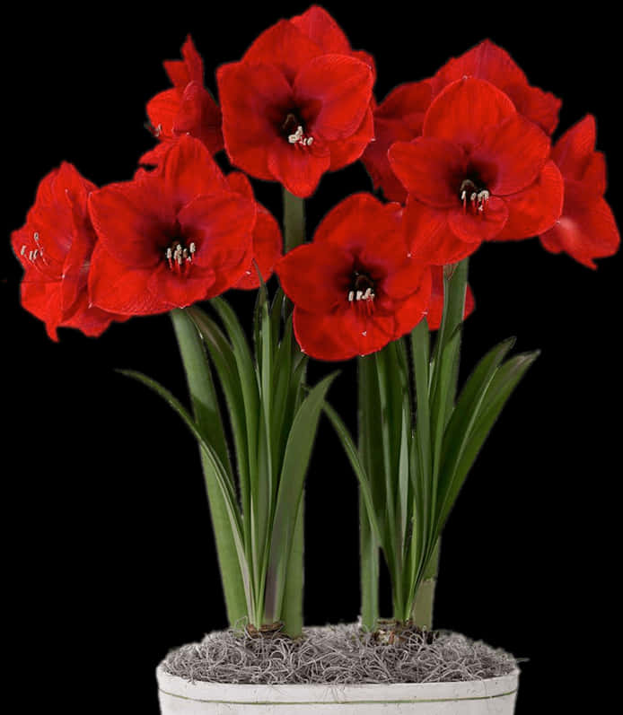 Red Amaryllis In Flower Pot