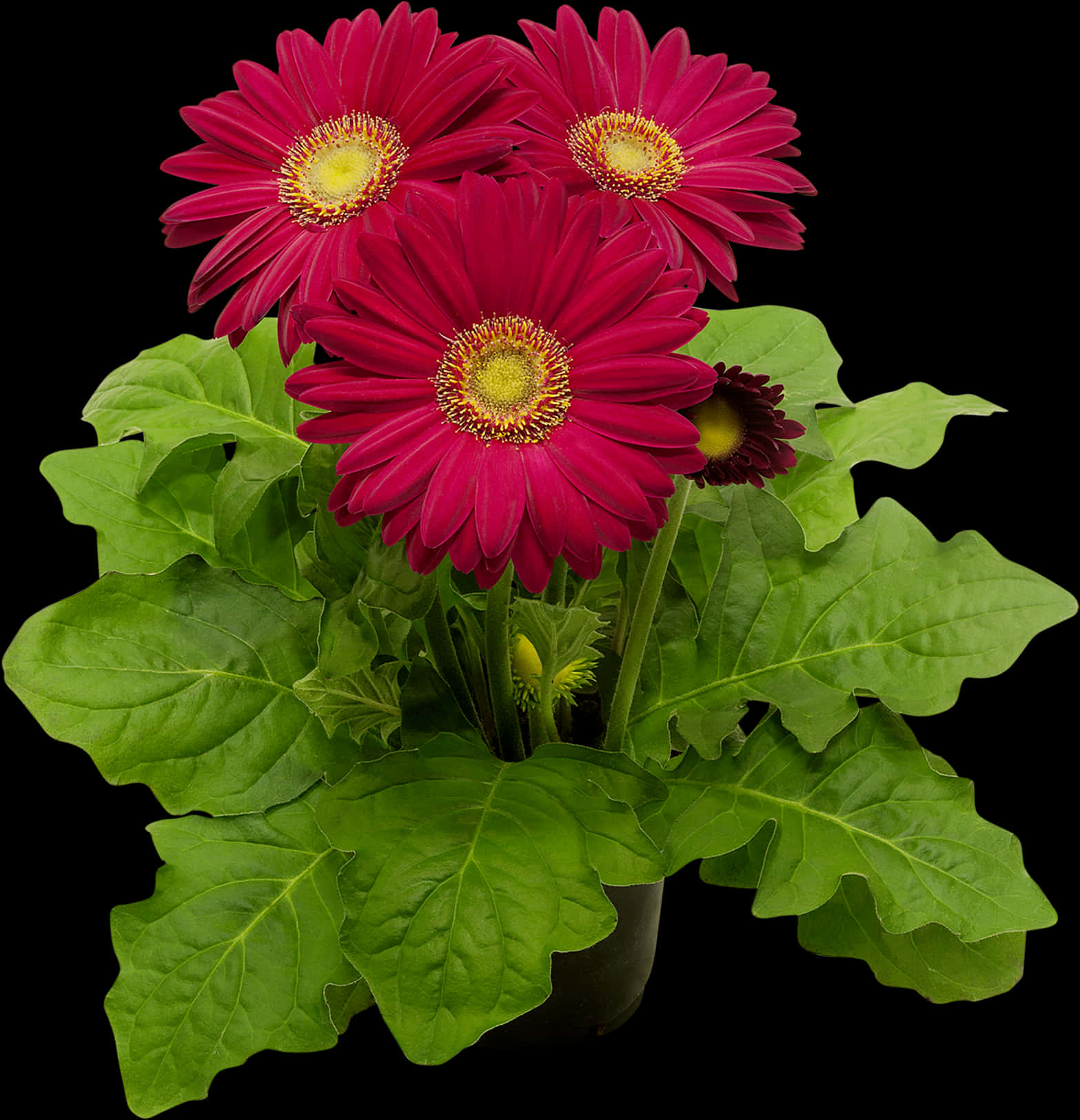 Red Daisy Plant