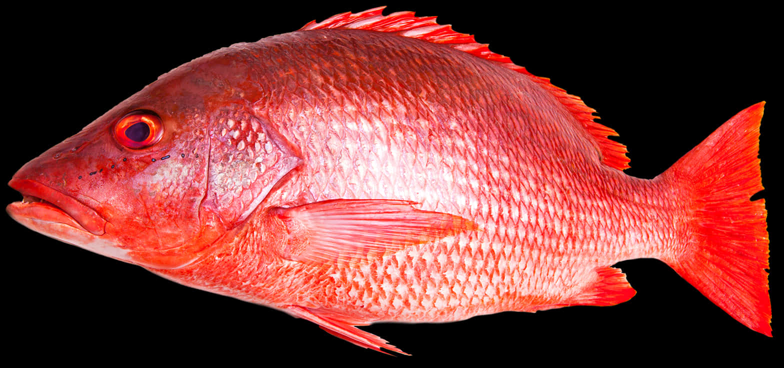 Red Fish Png - Red Snapper Fish Png, Transparent Png