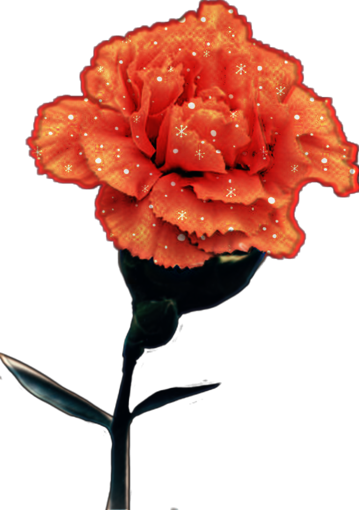#red #flower #carnation - Rose, Hd Png Download