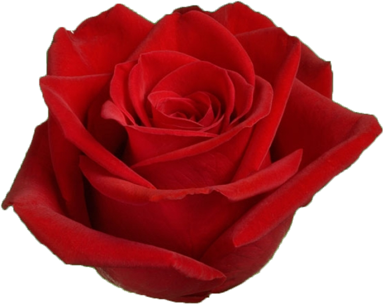 A Close Up Of A Red Rose