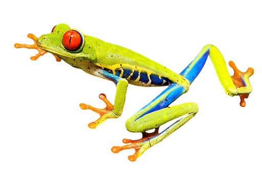 A Green And Blue Frog With Red Eyes