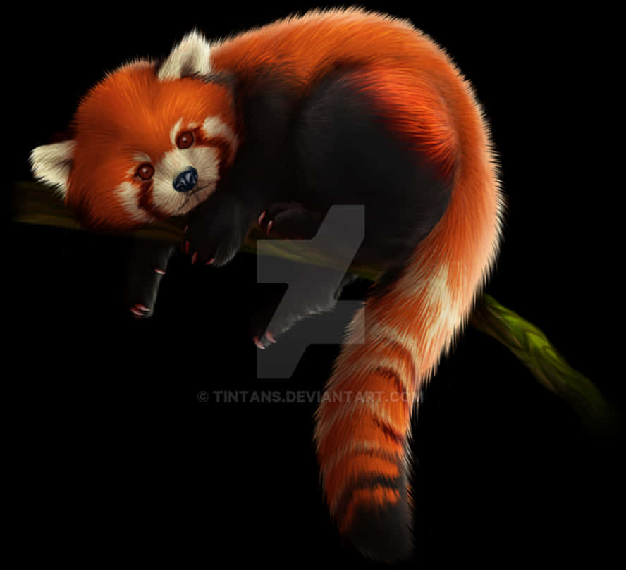Red Panda Free Download Png - Red Panda Png File, Transparent Png