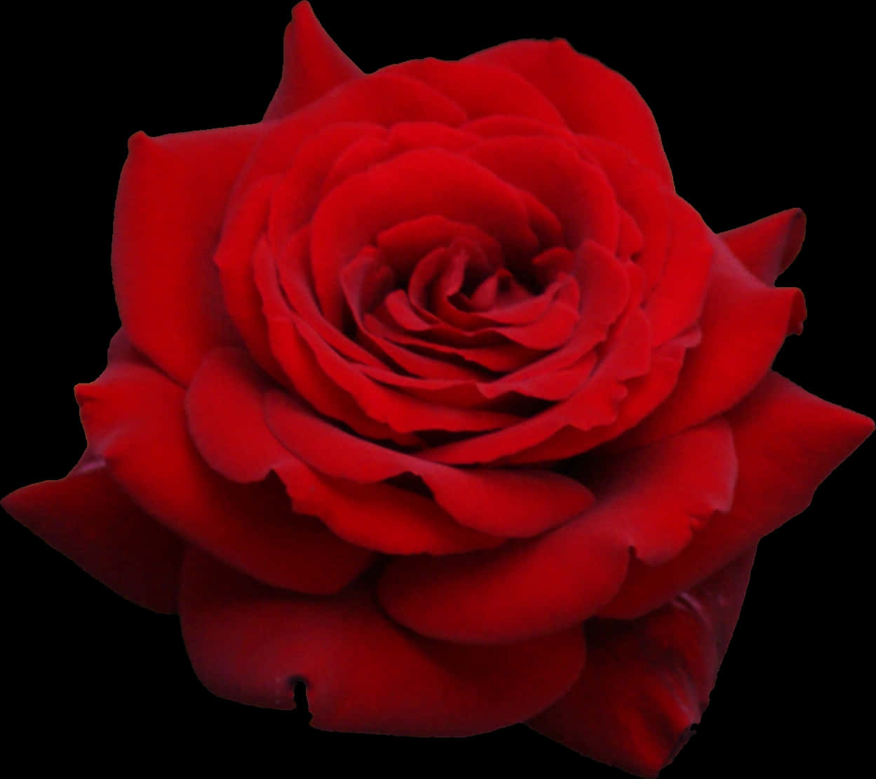 Red Rose Without Stem