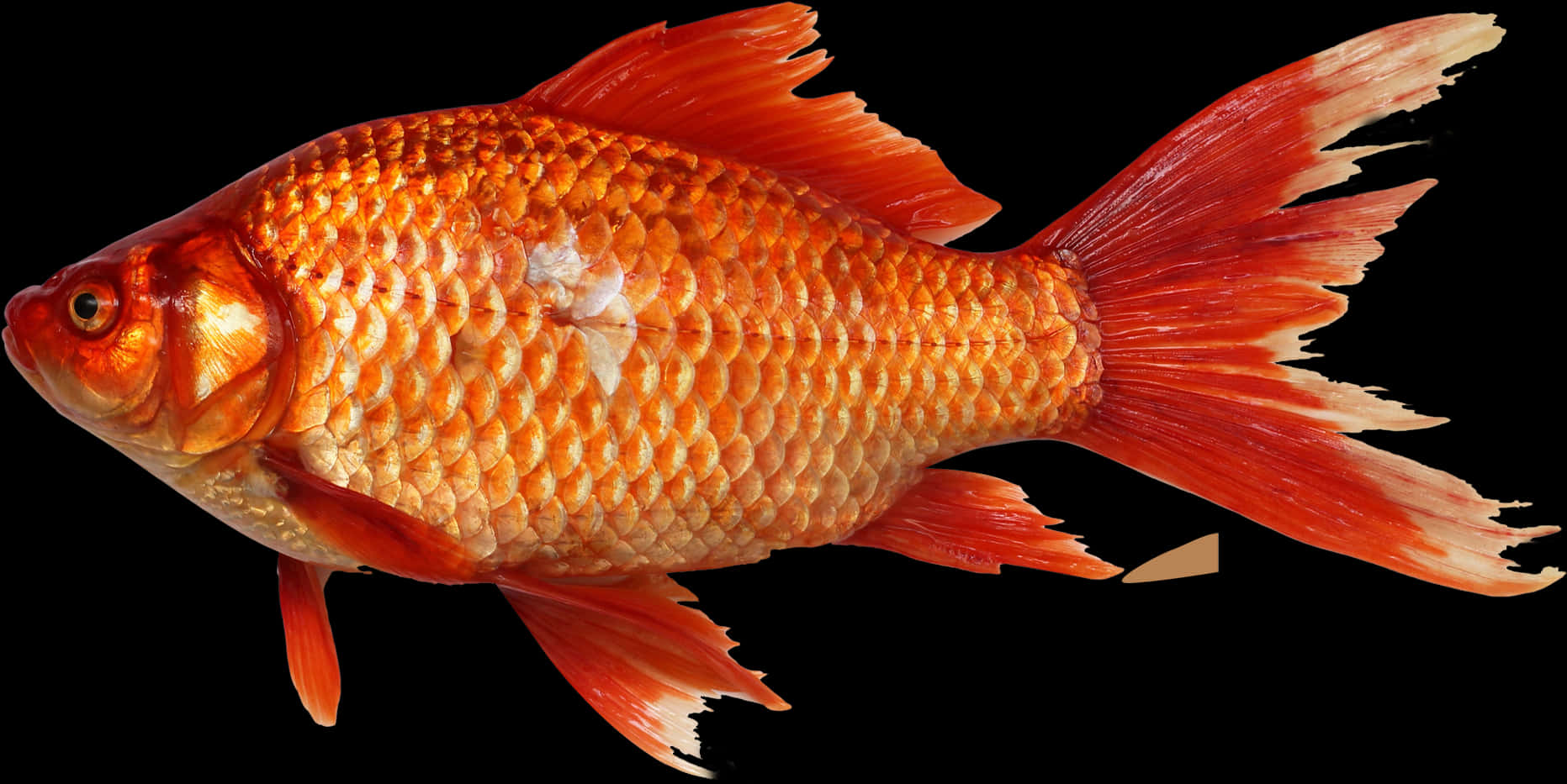 Red-snapper - Png Fish, Transparent Png