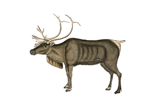 A Drawing Of A Deer With Antlers
