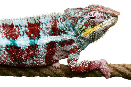 Reptile PNG