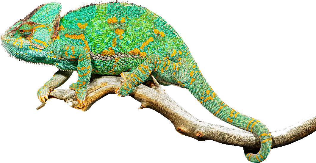 A Green And Orange Lizard On A Branch