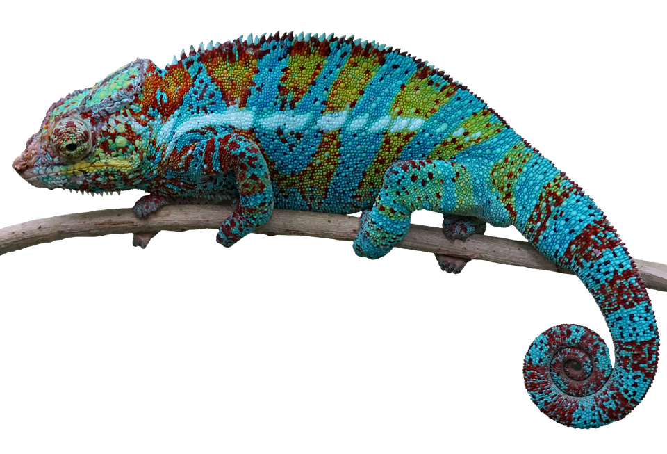 A Colorful Lizard On A Branch