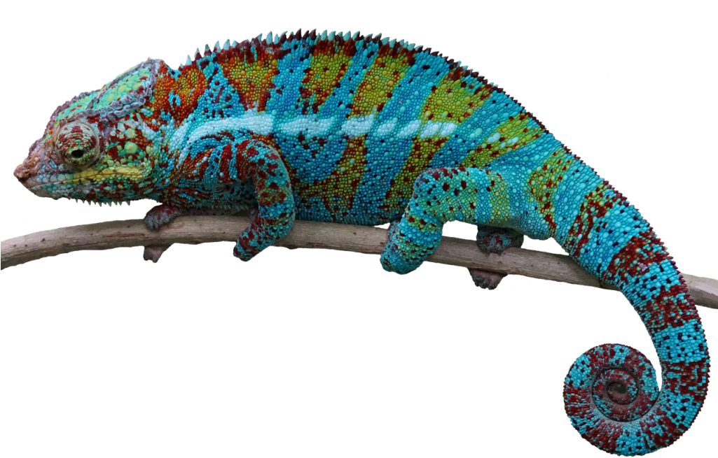 A Colorful Lizard On A Branch