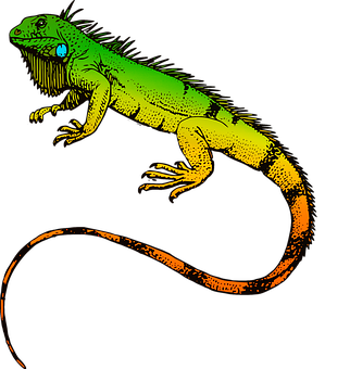 A Green And Yellow Lizard With Long Tail