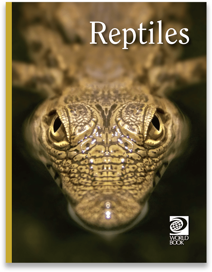 Reptiles PNG