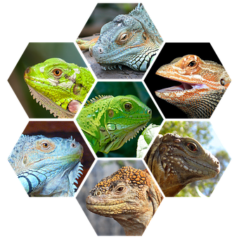 A Collage Of Lizards
