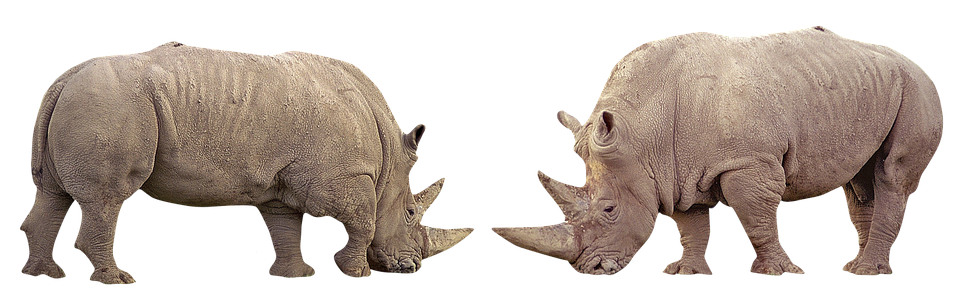 Two Rhinoceros With Large Horns