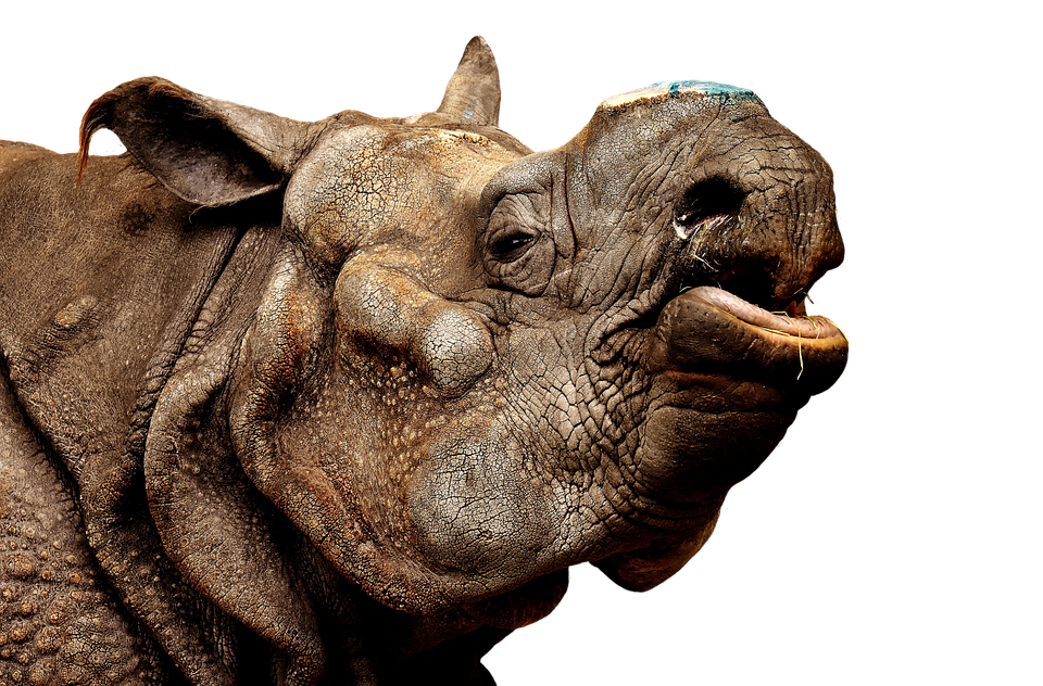 A Close Up Of A Rhinoceros