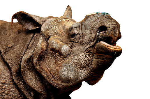 A Rhinoceros With Its Mouth Open