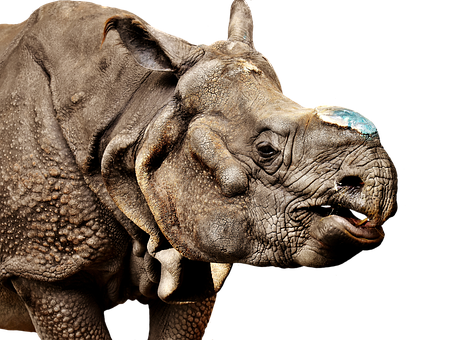 A Rhinoceros With A Blue Spot On Its Nose