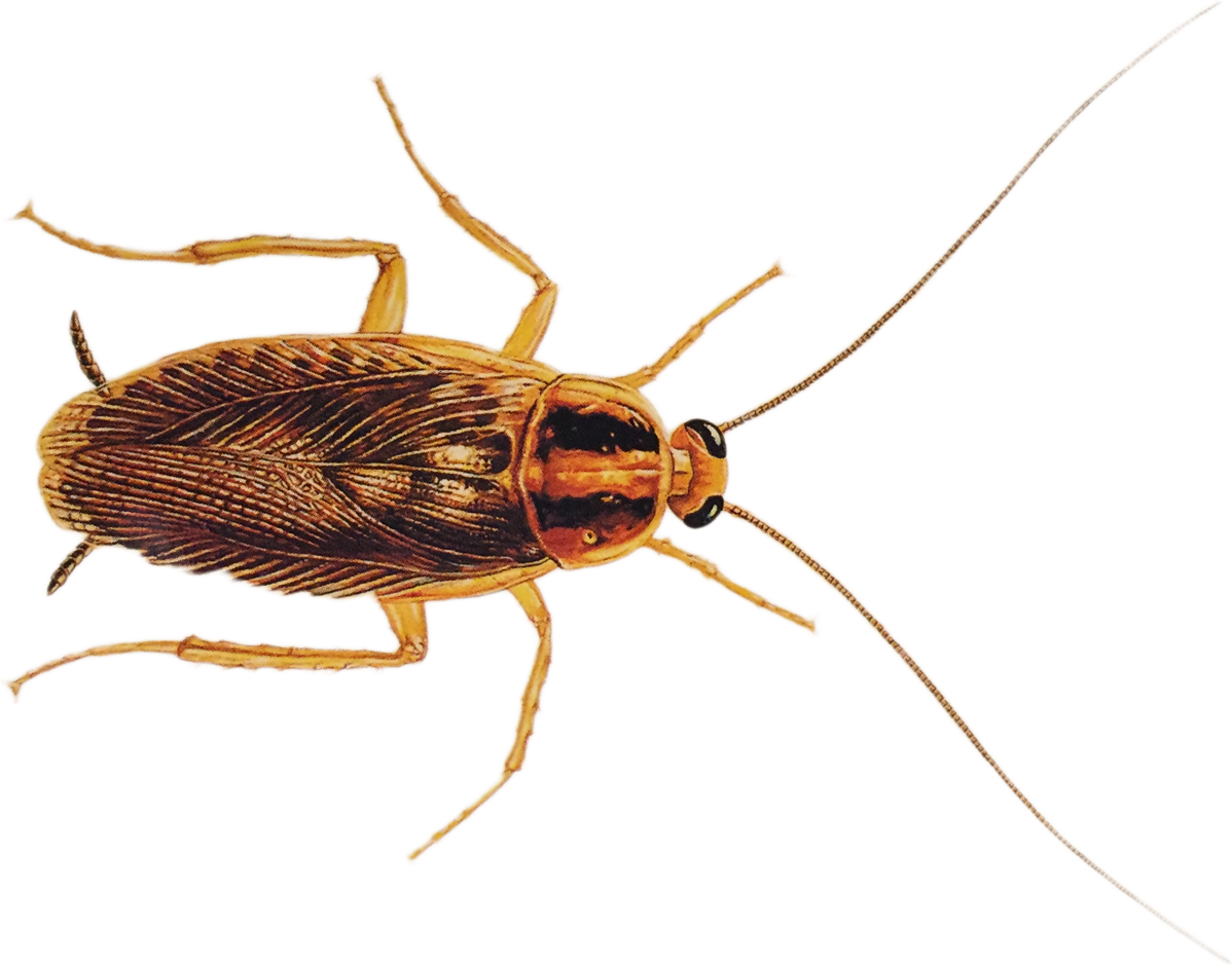 A Close Up Of A Bug