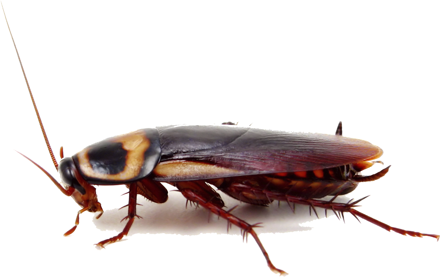 Roach Png 1514 X 959