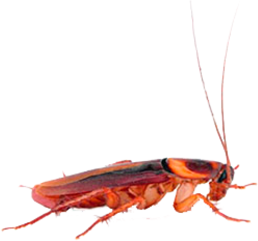Roach Png 522 X 489