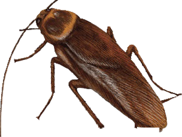 A Brown Insect With White Text