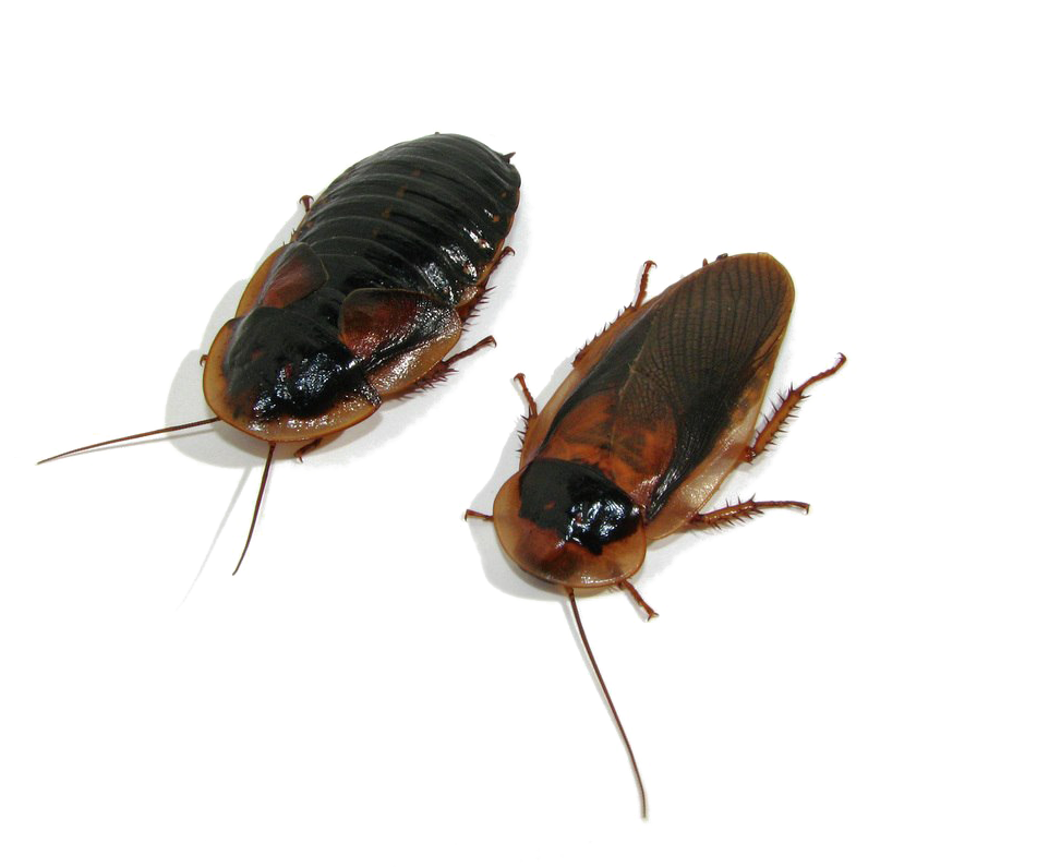 A Pair Of Brown And Black Roaches