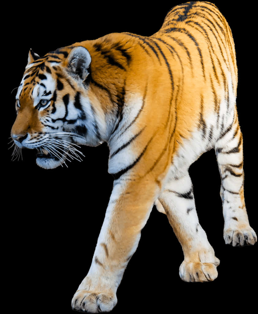 A Tiger Walking On A Black Background