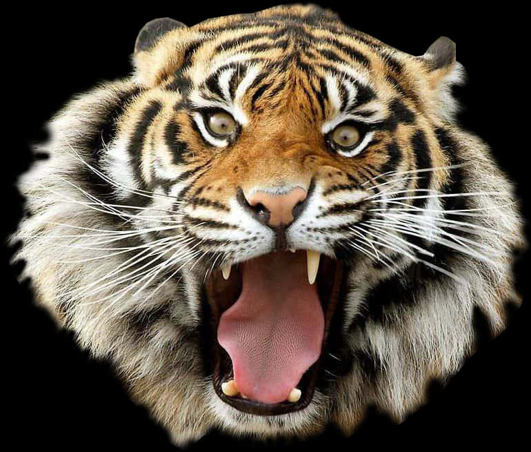Fierce Roaring Tiger