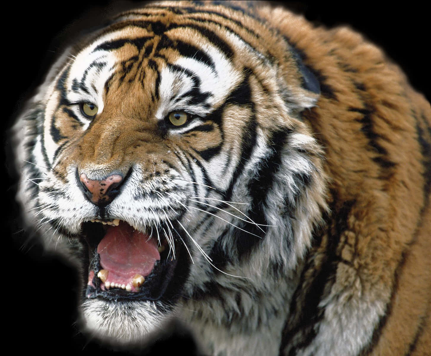 Roaring Tiger With Short Carnassial Teeth