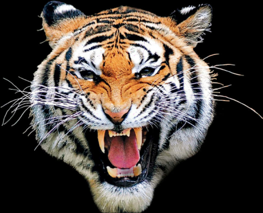 Fierce Roaring Tiger Head