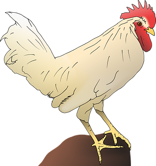 A White Rooster Standing On A Rock