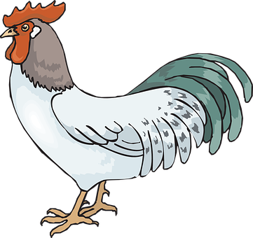A White And Grey Rooster