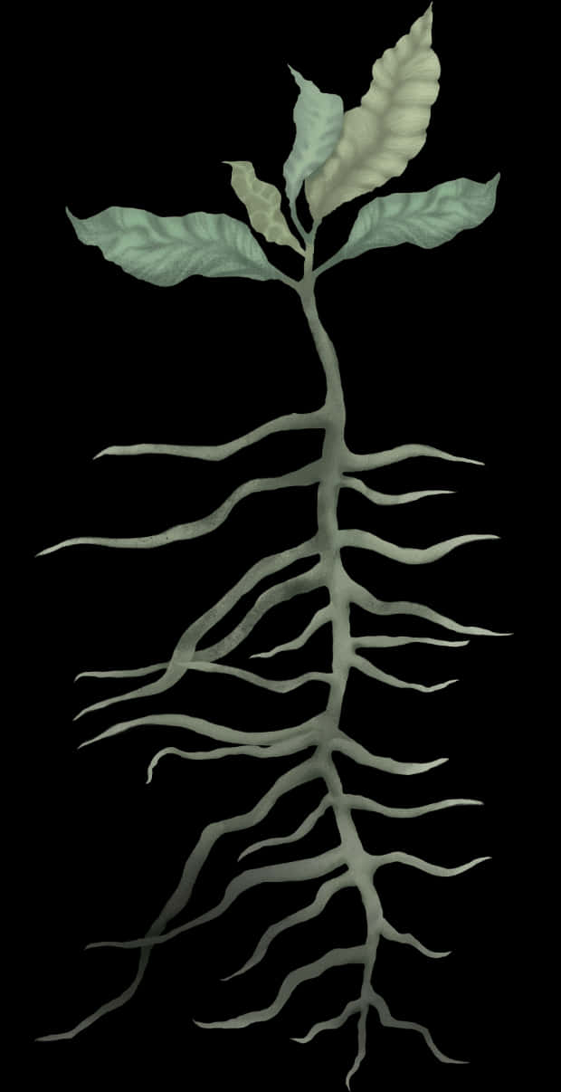 A Plant With Long Roots