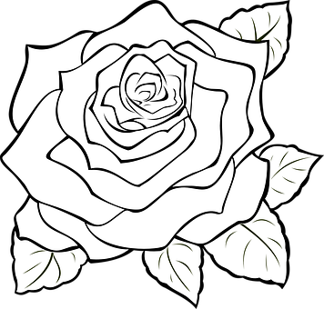 Rose Png 356 X 340