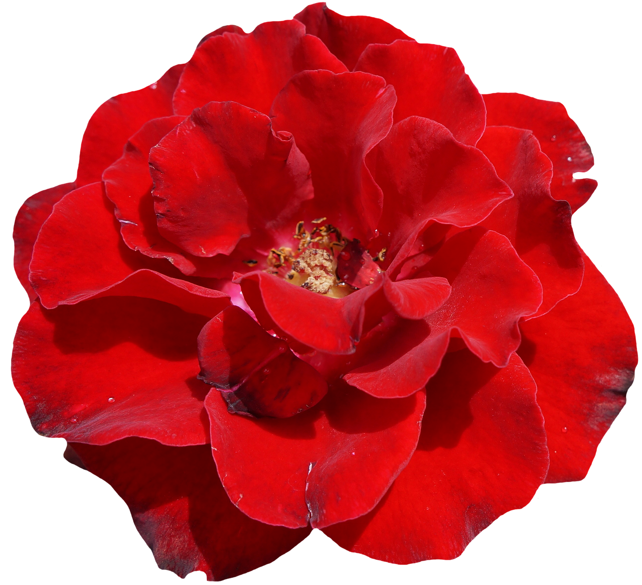 Rose Png 1280 X 1165