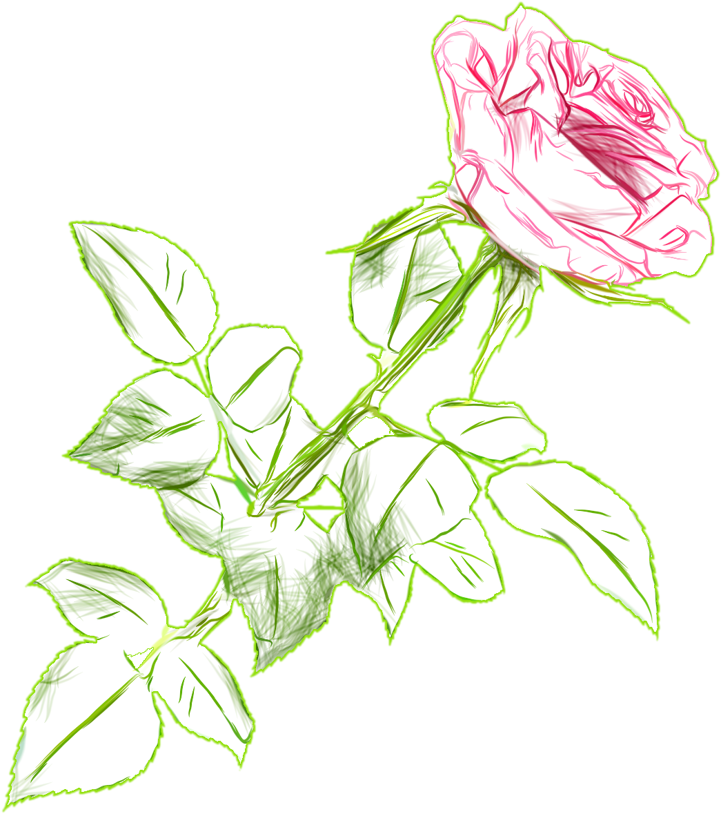 A Drawing Of A Rose