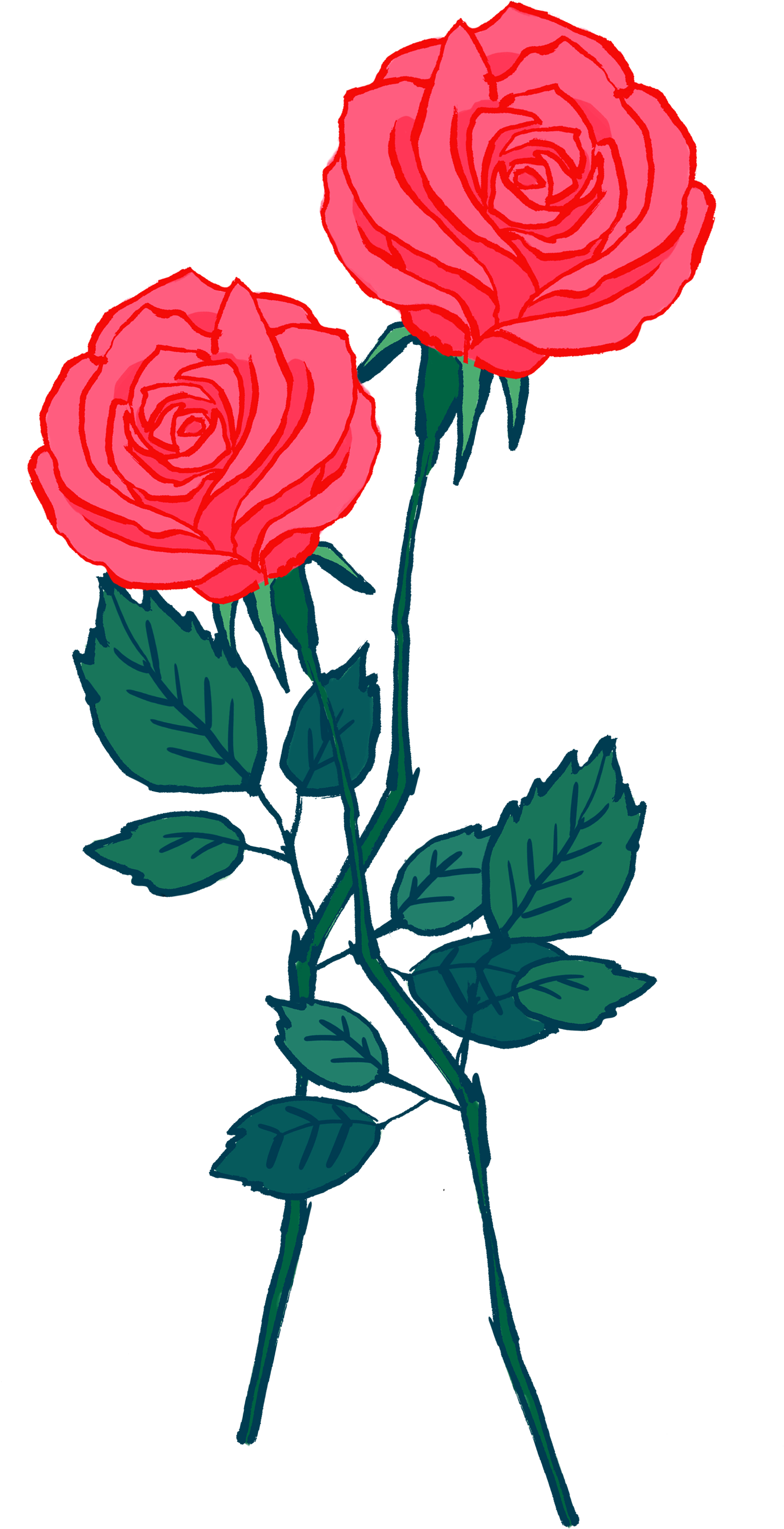 A Drawing Of A Rose