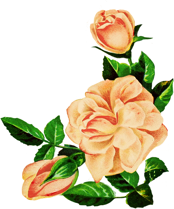 Rose Drawing Png 582 X 698